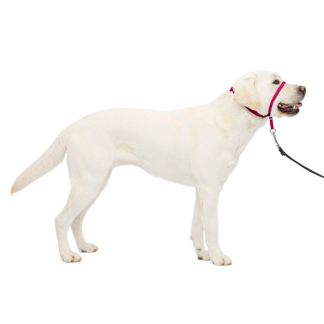 PetSafe® Quick Release