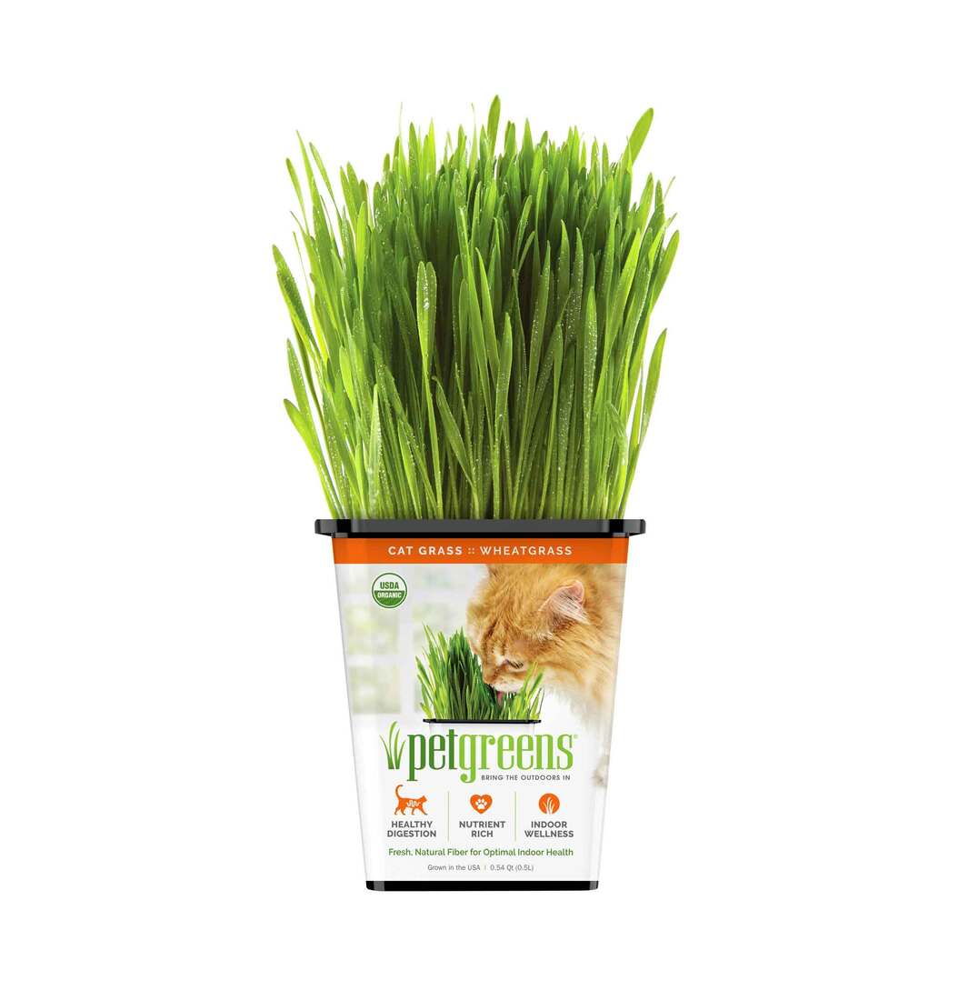 Pet Greens Live Cat Grass Organic Wheatgrass