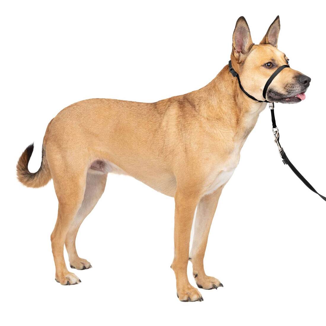 PetSafe® Gentle Leader® Headcollar