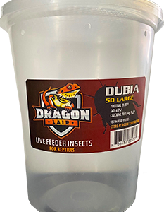 Dragon Lair Dubia Roaches, Large, 50 Count - Not Available For Delivery
