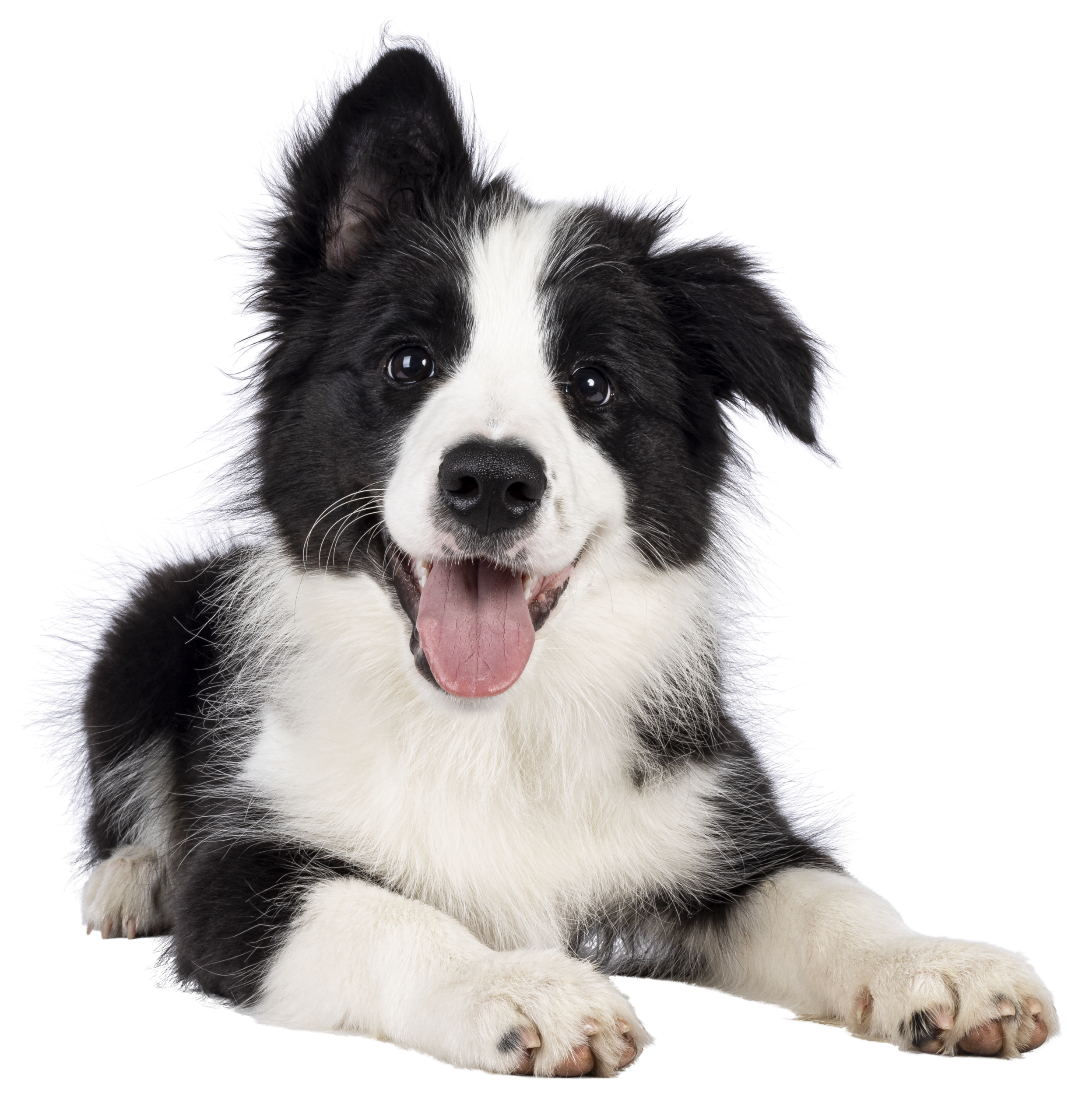 Pet Supplies Plus team members